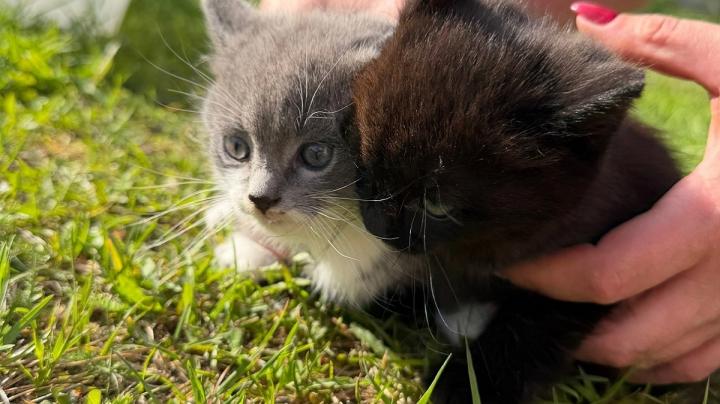 маленькие котята