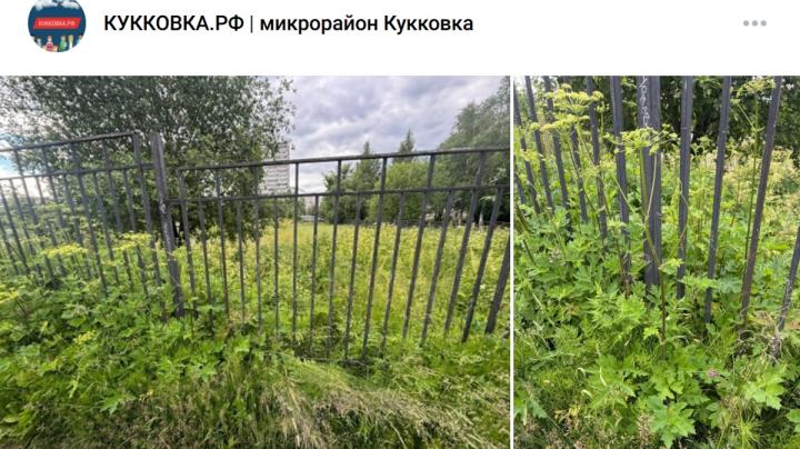 кусты борщевика