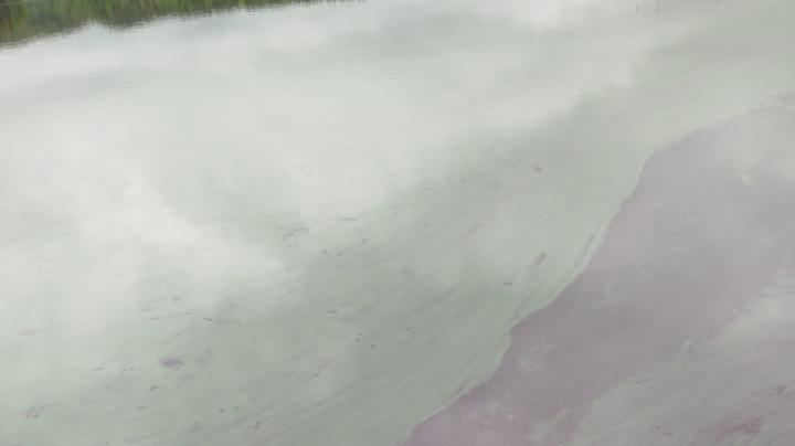 Цветущая вода в озере в Пряже