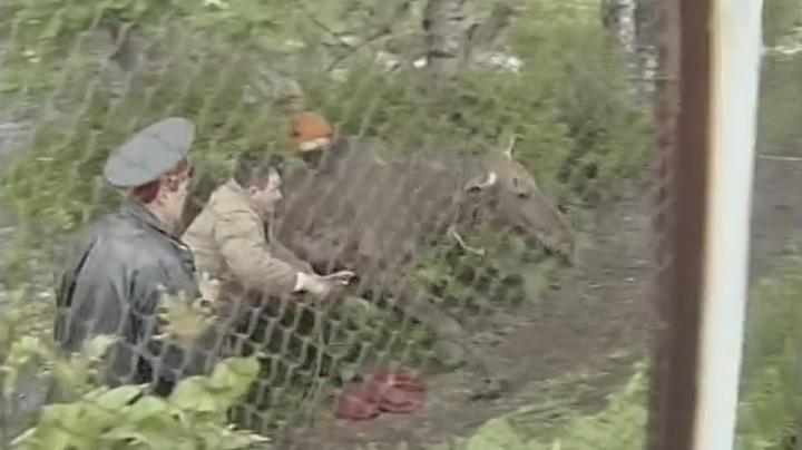 лосиха