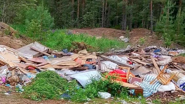 Стихийная свалка мусора в лесу