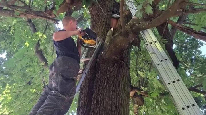 Спасатель на дереве