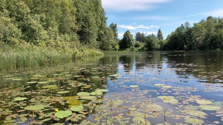 водоем с кувшинками