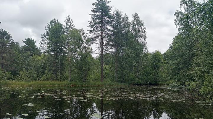 лесной водоем с кувшинками в пасмурную погоду