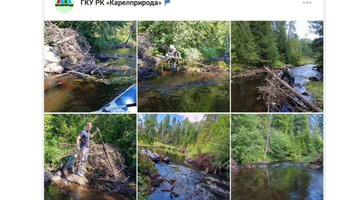 очистка Лососинки от веток и мусора