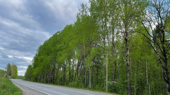 автодорога рядом с лесом