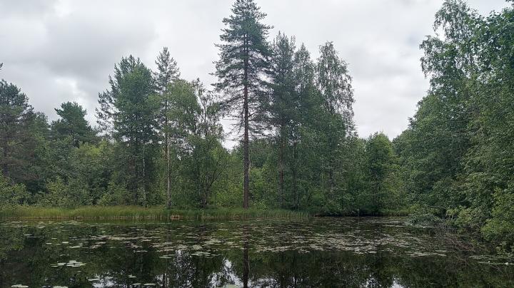 отражающийся в воде лес