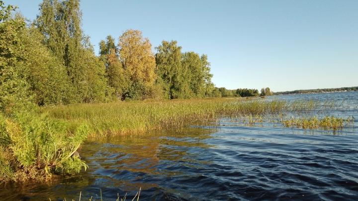 Берег озера, деревья желтеют