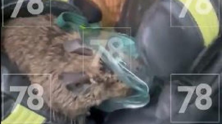 спасли на пожаре животных