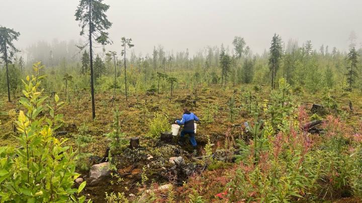 сбор ягод