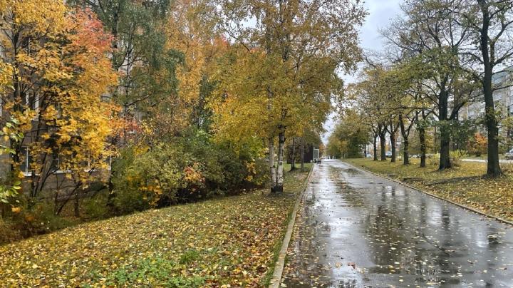 сырой осенний тротуар 