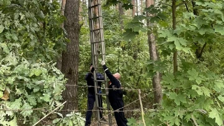 спасатели достают кота
