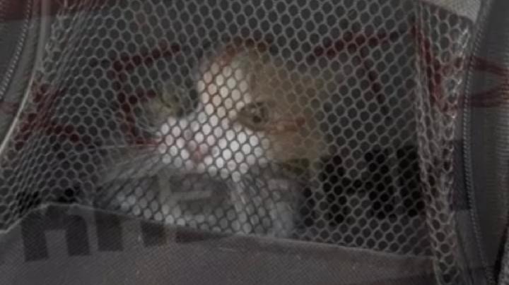 кошка в переноске