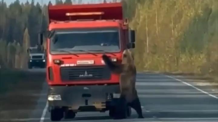 медведь накинулся на фуру