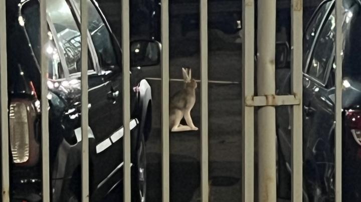 Заяц в Петрозаводске
