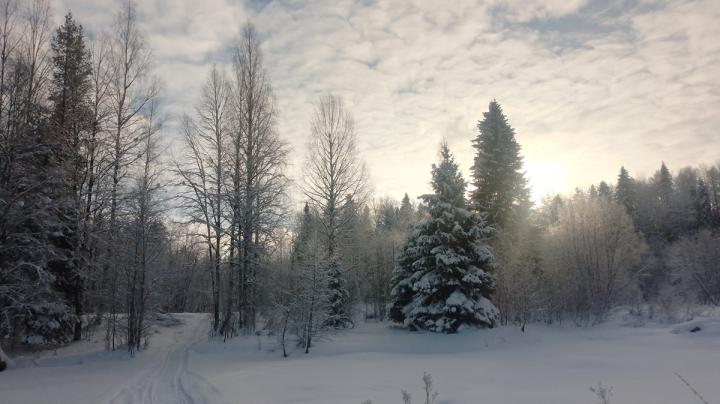 зимний лес