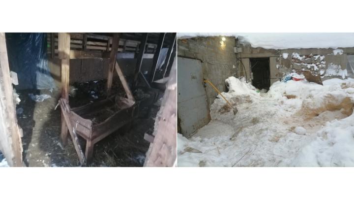 страшная ферма