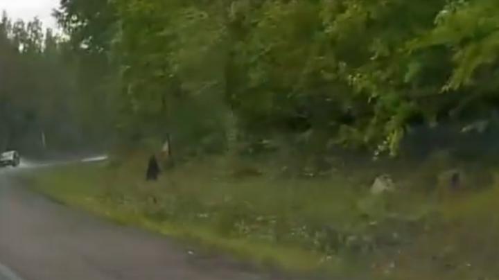 медвежонок