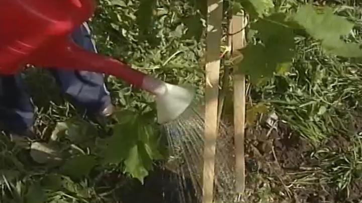 посадка дерева