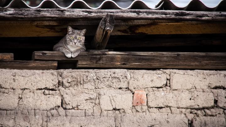 чердак_кот_крыша