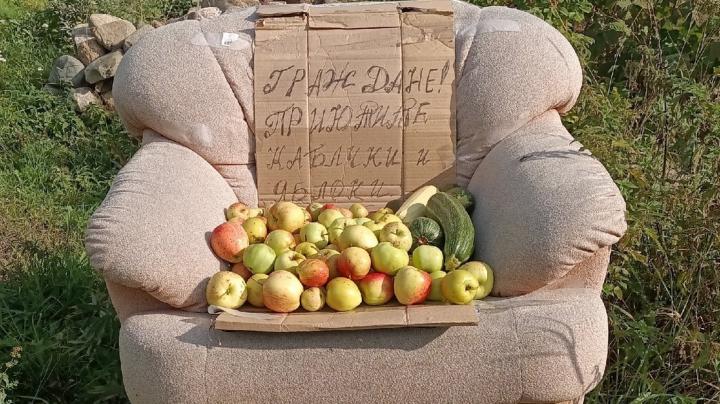 урожай кабачков и яблок