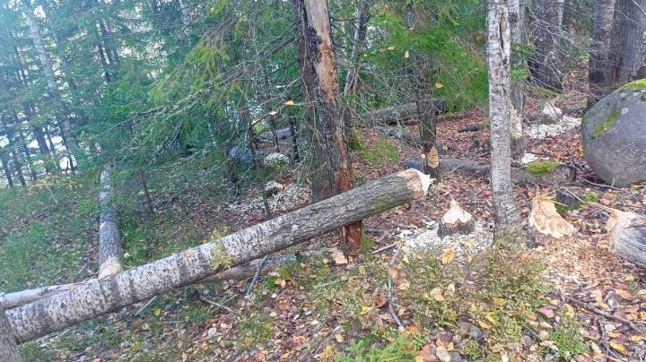 Поваленное бобром дерево