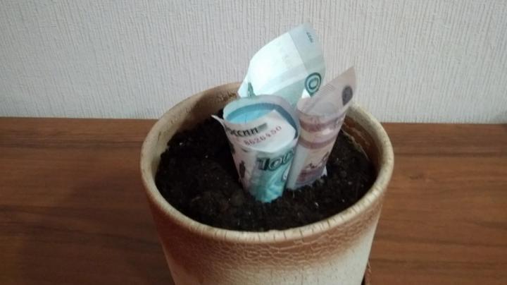 деньги растут  дома