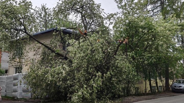 Дерево на Загородной