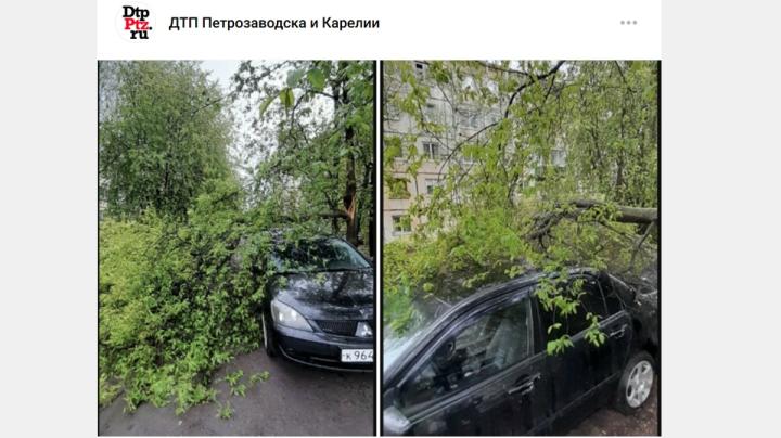 дерево на машине
