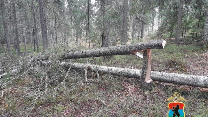 Поваленные деревья