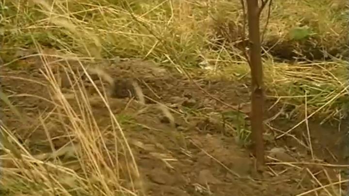 сажают_дерево