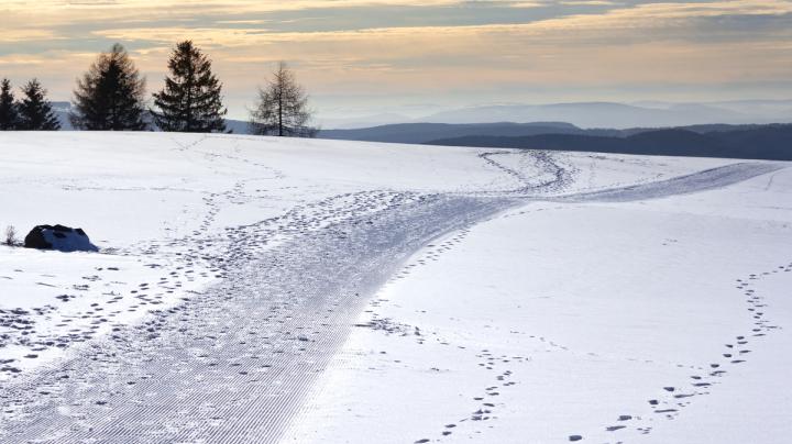 зима_следы_граница