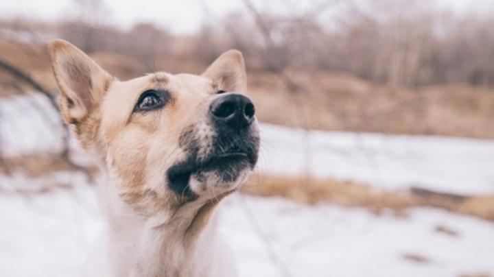собака