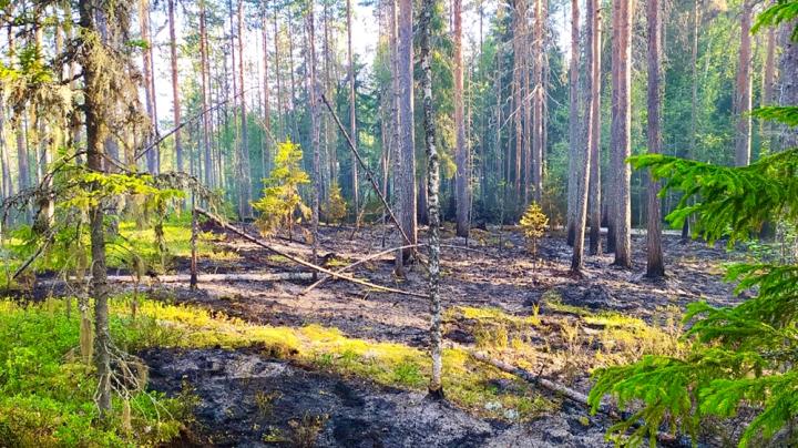 Пожарище в молодом сосновом лесу.