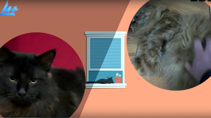 Котики в кружочках