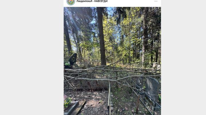дерево на могилах