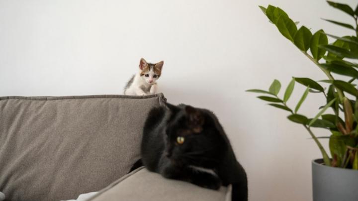 котенок и кошка