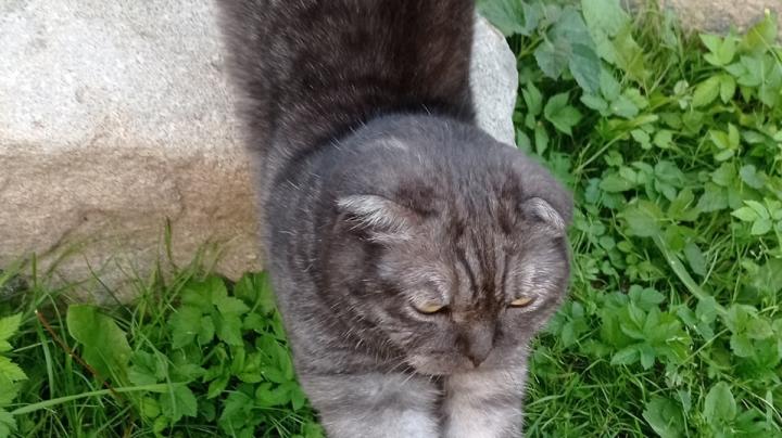 кот