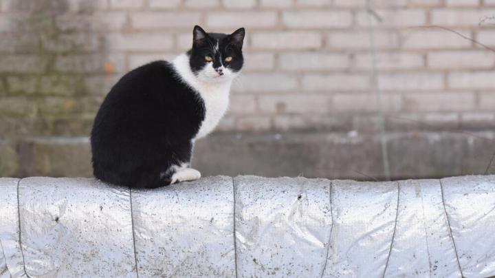 кошка