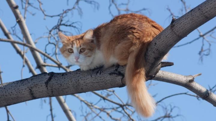 кошка на дереве