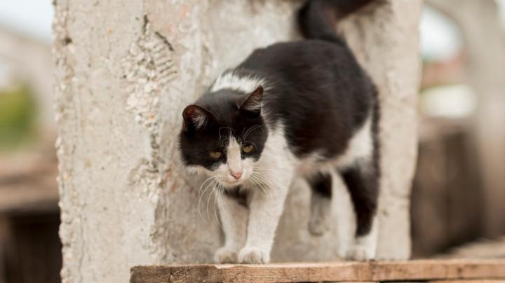 кошка