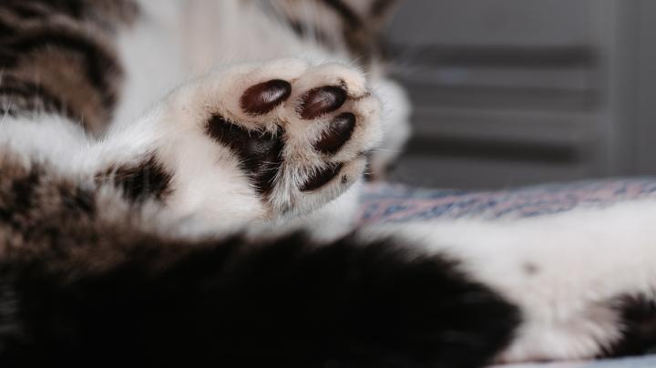 лапки_кот
