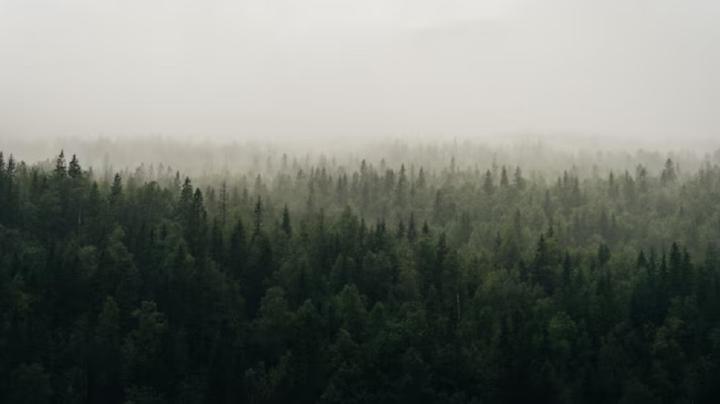 Осень в лесу