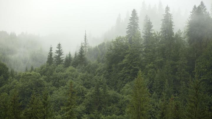 лес
