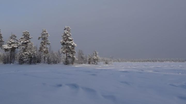 Зимний лес