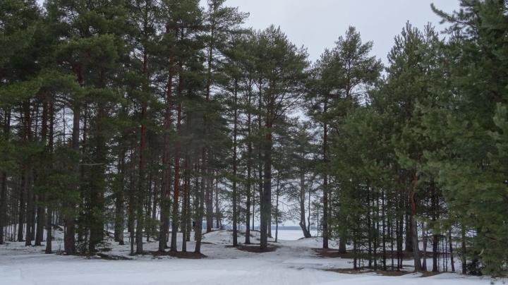 Лес в Шелтозере