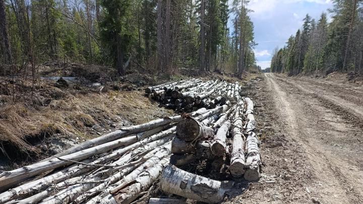 Лесная дорога в Прионежском районе
