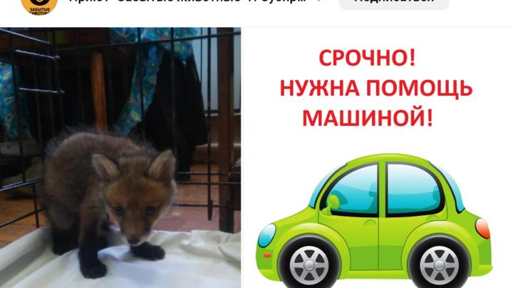 спасение лисенка