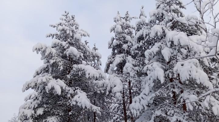 зимний лес