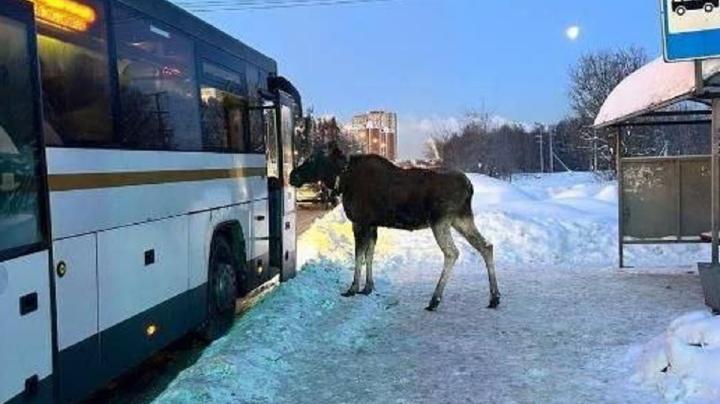 Лось и автобус